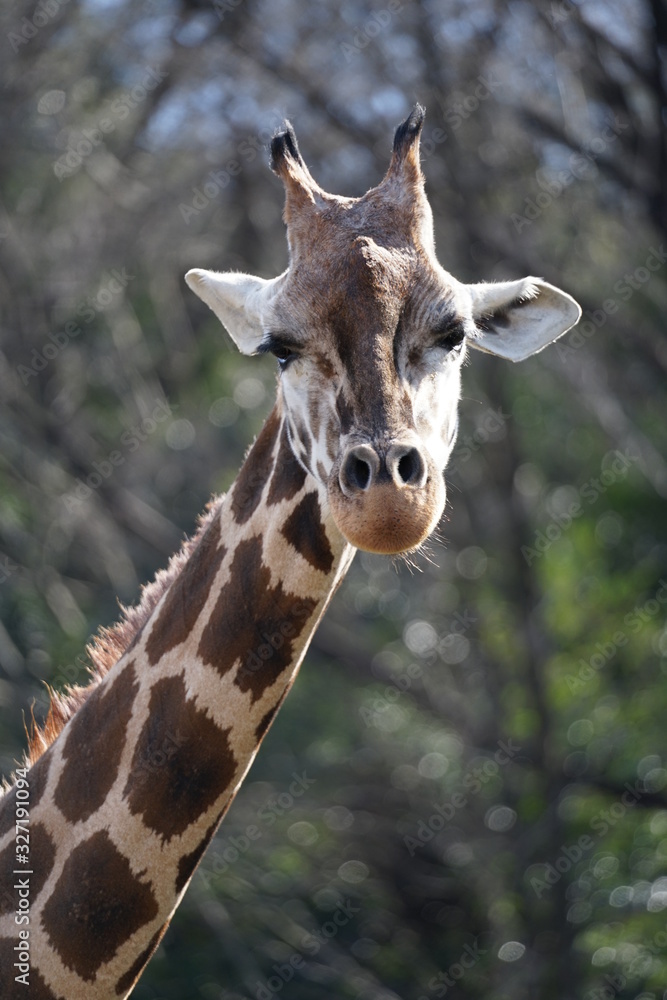 Fototapeta premium きりん