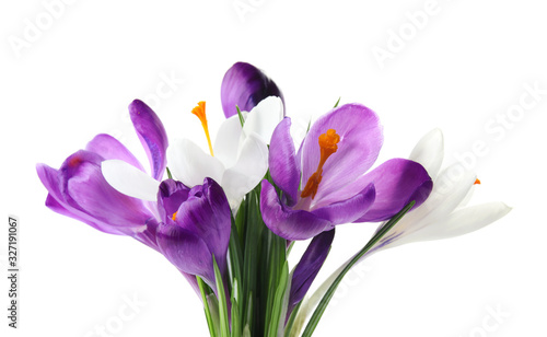 Beautiful colorful crocus flowers on white background. Springtime