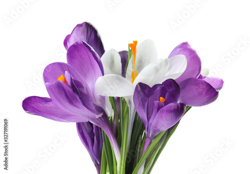 Fototapeta Naklejka Na Ścianę i Meble -  Beautiful colorful crocus flowers on white background. Springtime