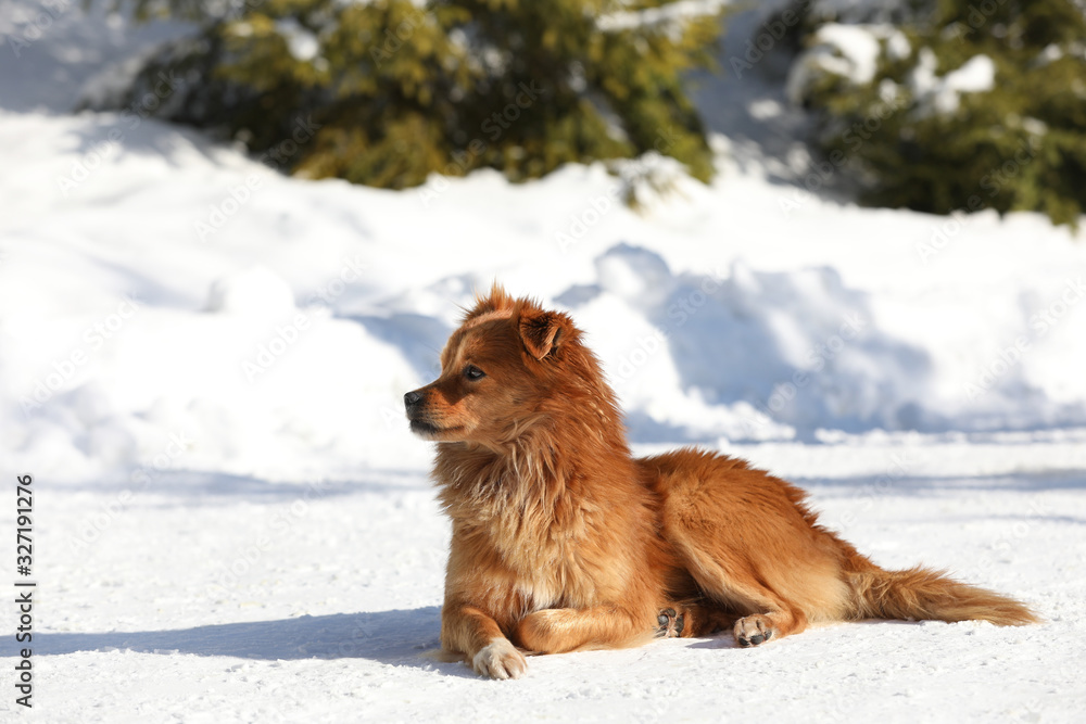 Naklejka premium Cute fluffy dog outdoors on winter day. Friendly pet