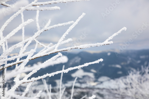 Closeup view of bush covered with hoarfrost on winter morning © New Africa