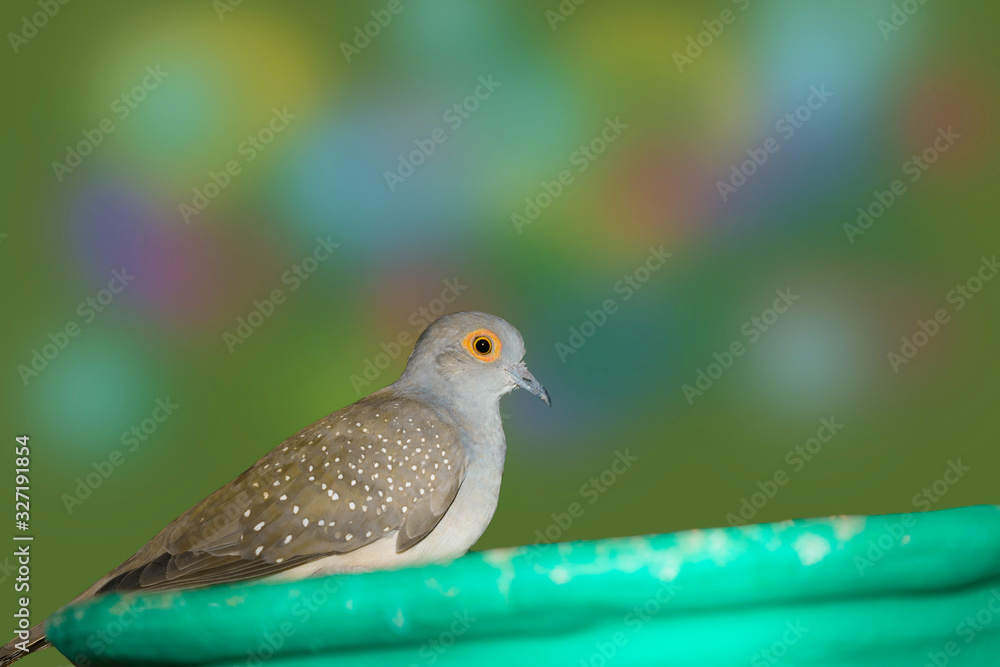 close up of spotted dove in a house close up of spotted dove in a house