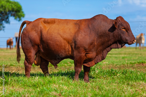 touro reprodutor da raça Bonsmara no pasto © Erich Sacco