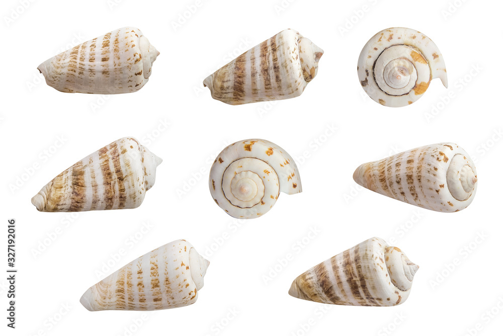 Stripped seashells set on white background Stripped seashells set on white background