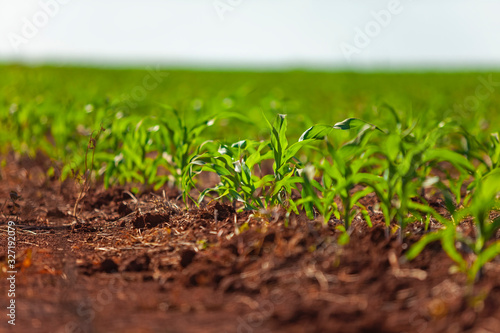 Plantação de milho em crescimento, foco seletivo, fase inicial