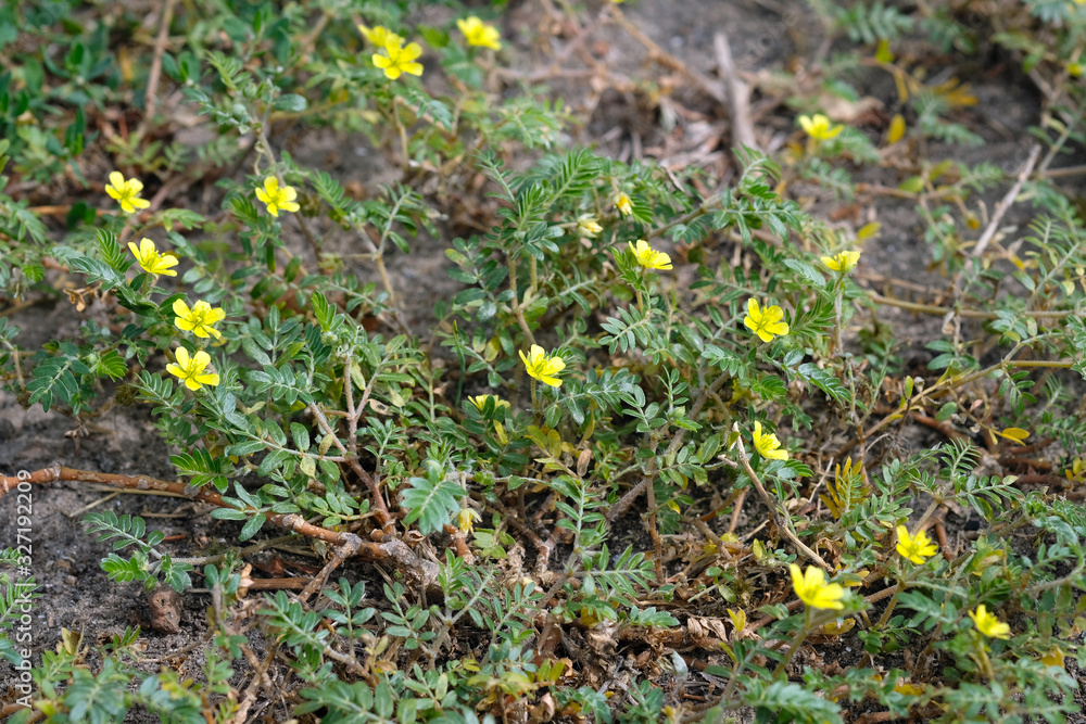 Medicinal plant Tribulus during flowering. Anchors creeping on the ground. Weeds in the garden close-up. Medicinal plant Tribulus during flowering. Anchors creeping on the ground. Weeds in the garden close-up.