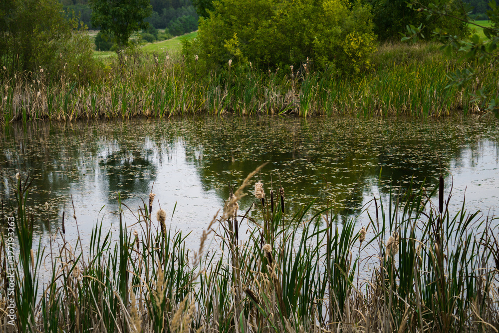 Old rustic pond with reeds and water lilies. Old rustic pond with reeds and water lilies.