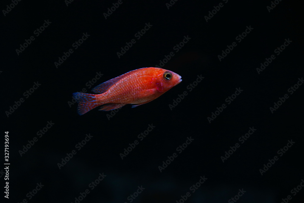 Obraz premium dark backdrop with aquarium fish