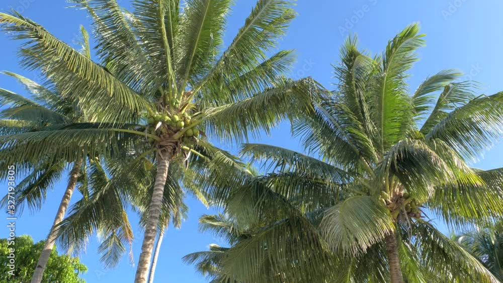 Bottom view of coconut palm trees in sunshine. Palm trees against a beautiful blue sky. Green palm trees on blue sky background. Travel concept. Bottom view of coconut palm trees in sunshine. Palm trees against a beautiful blue sky. Green palm trees on blue sky background. Travel concept.
