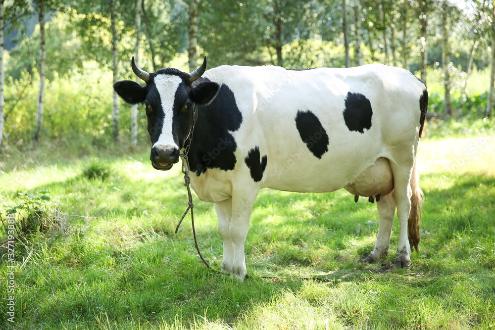 cow grazes in a meadow in summer on a sunny day