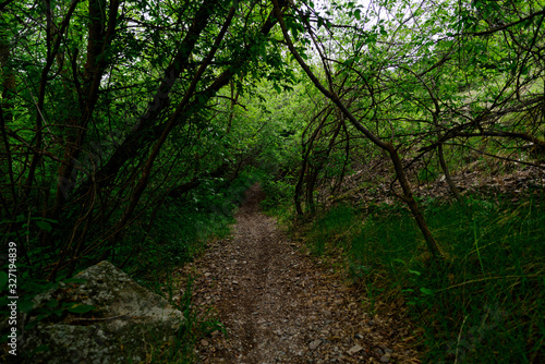 path in the forest © Austin