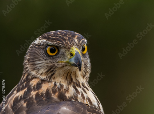Young Northern goshawk, Accipiter gentilis, wildlife scenery, Spain