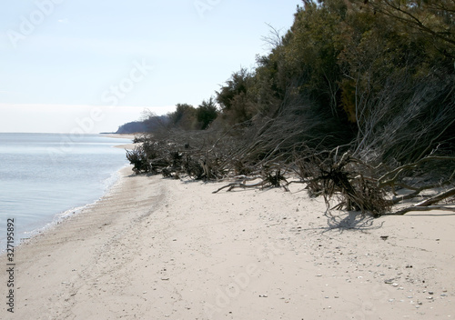 dead trees on the beach due to erosion