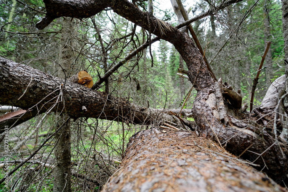 Obraz premium trunk of a tree