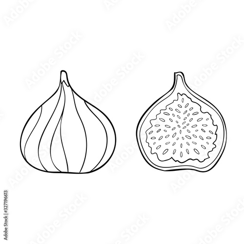 Hand drawn whole and sliced figs on white isolated background. Cute doodle summer fruit.