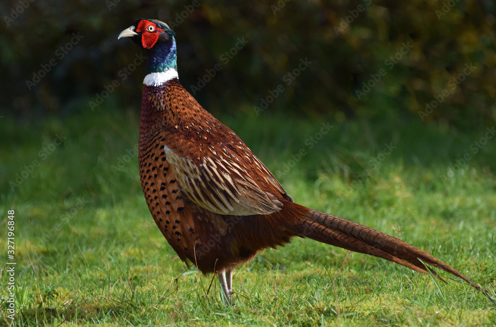 Fototapeta premium Male Pheasant