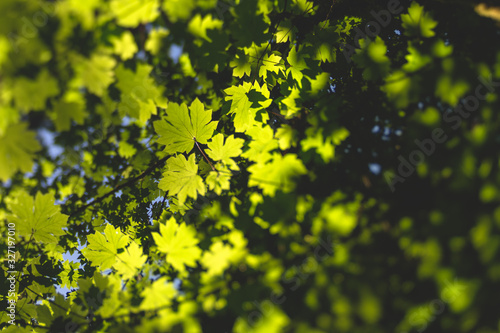 Maple leaf canopy in dappled sunlight
