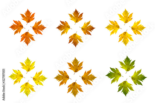 Different color maple leaves isolated on white background. Autumn leaf copies.