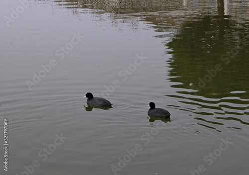 two ducks in a pond © Николай Немчанинов
