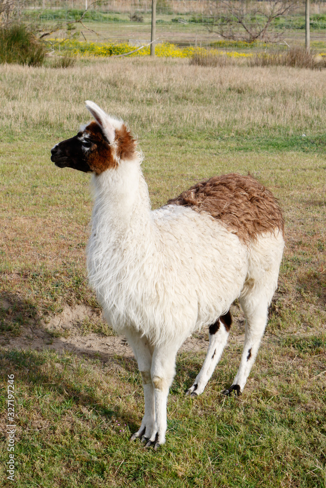 Obraz premium Llama de cuerpo entero mirando hacia la derecha