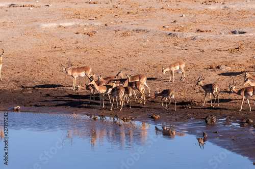 Принти на полотні A group of Impalas -Aepyceros melampus- drinking from a waterhole in Etosha National Park, Namibia