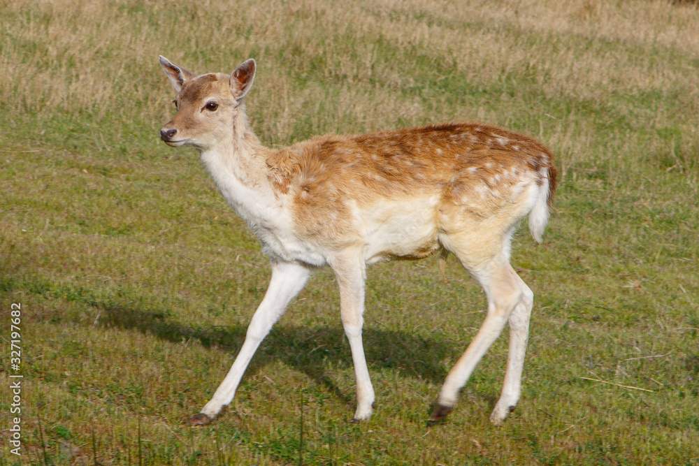 Fototapeta premium CIervo caminando en libertad