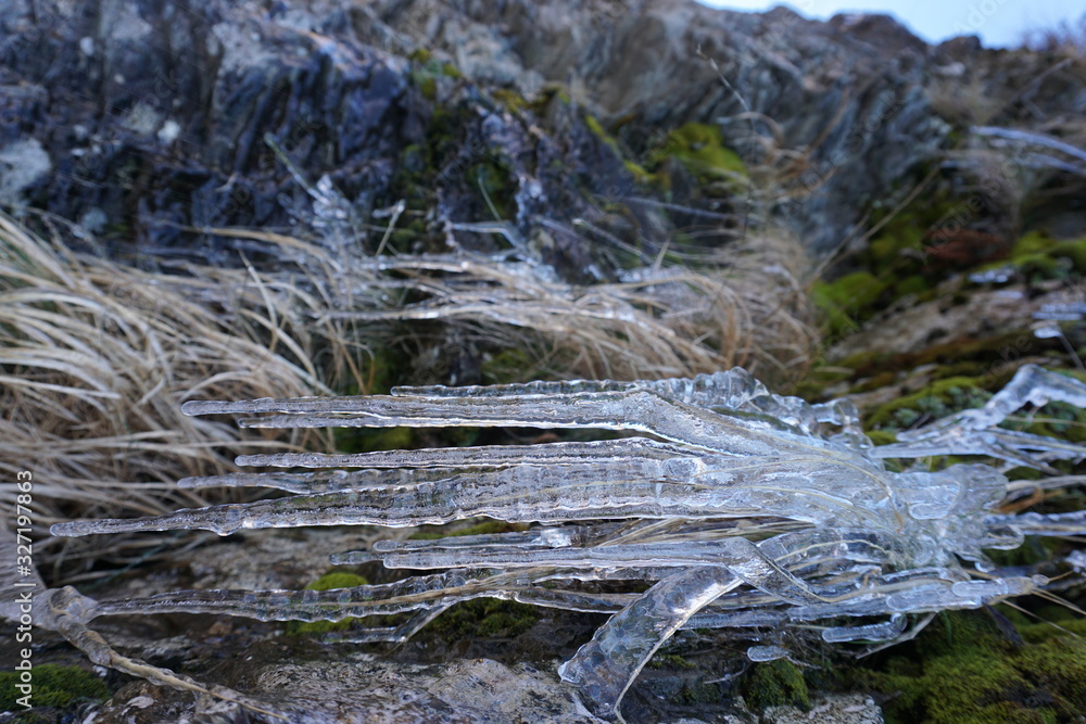 Blades of grass trapped and covered in ice Blades of grass trapped and covered in ice