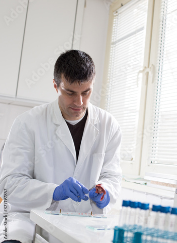 Veterinarian preparing meat samples for inspection photo