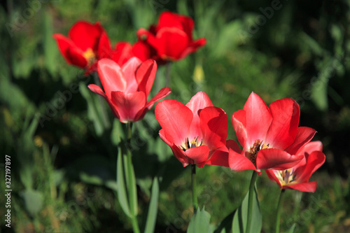 Blossoming red tulips in city garden. Spring time with flowers in blossom