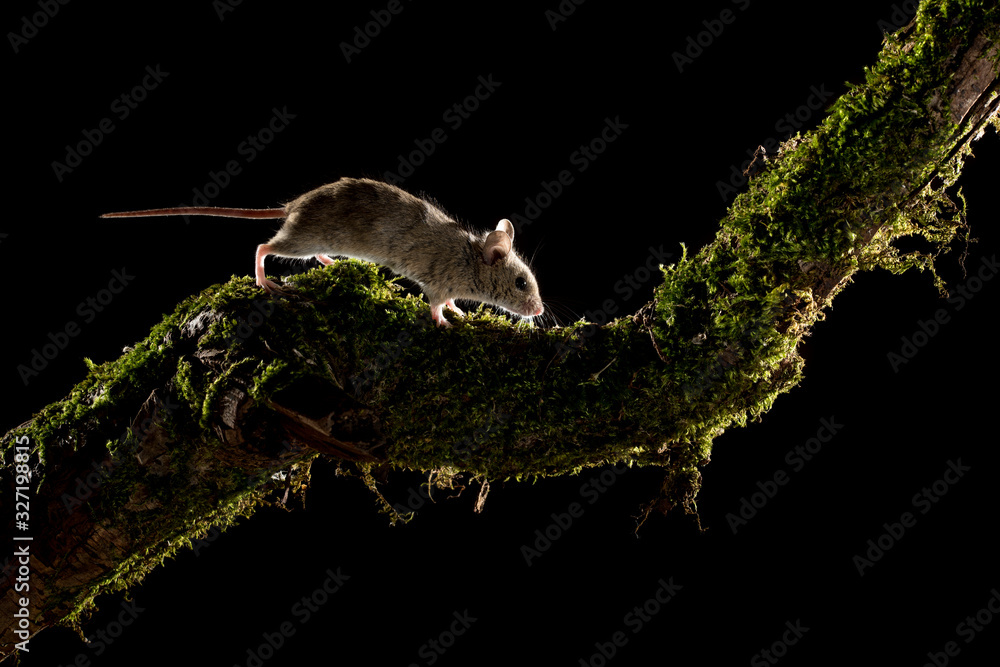 Apodemus sylvaticus, field mouse climbing a branch in search of food