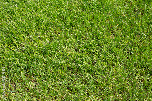 background of green lawn grass