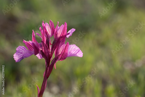 Orchid - Orchis Papilionacea - plant and flower in its natural environment, wild orchid photo