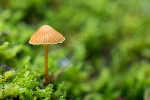 Mushrooms growing in the forest between moss and lichens, Autumn