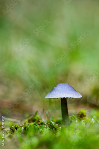 Mushrooms growing in the forest between moss and lichens, Autumn