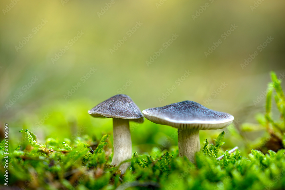 Fototapeta premium The mushroom Tricholoma terreum, edible mushroom in the forest, Autumn grow in the autumn forest
