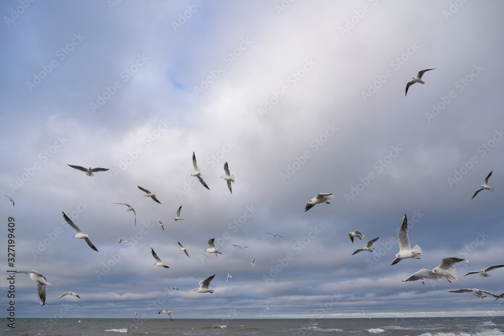 many gulls fly over the stormy sea