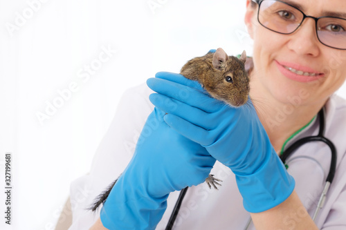 Fototapeta Naklejka Na Ścianę i Meble -  Veterinarian doctor holding her fluffy rodent patient, degu