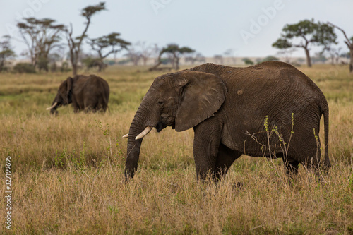 Elephant © Jos