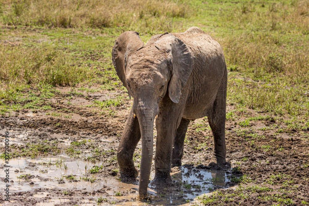 Fototapeta premium Elephant