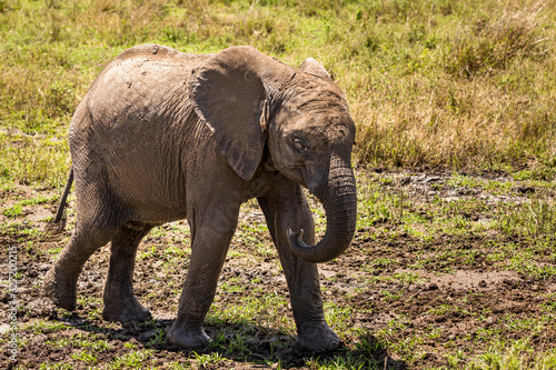 Elephant