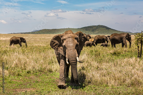 Elephant