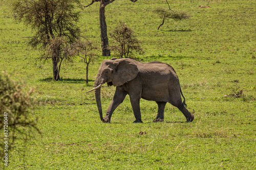Elephant