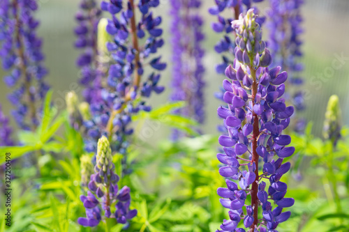 Blooming lupine flowers. A field of lupines. Sunlight shines on plants. Violet spring and summer flowers.