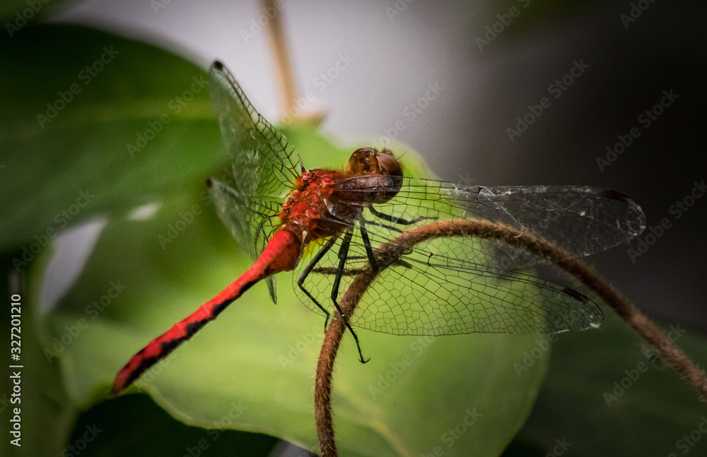 Ruby Meadowhawk dragonfly poised to fly Ruby Meadowhawk dragonfly poised to fly