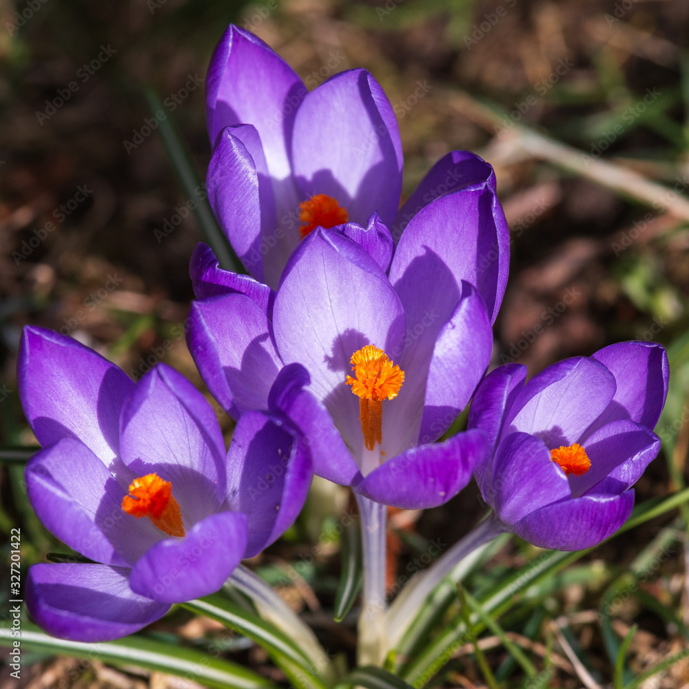 Fototapeta premium Frühlingsbote Krokus