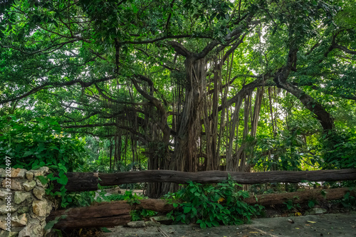 200-year-old banyan tree