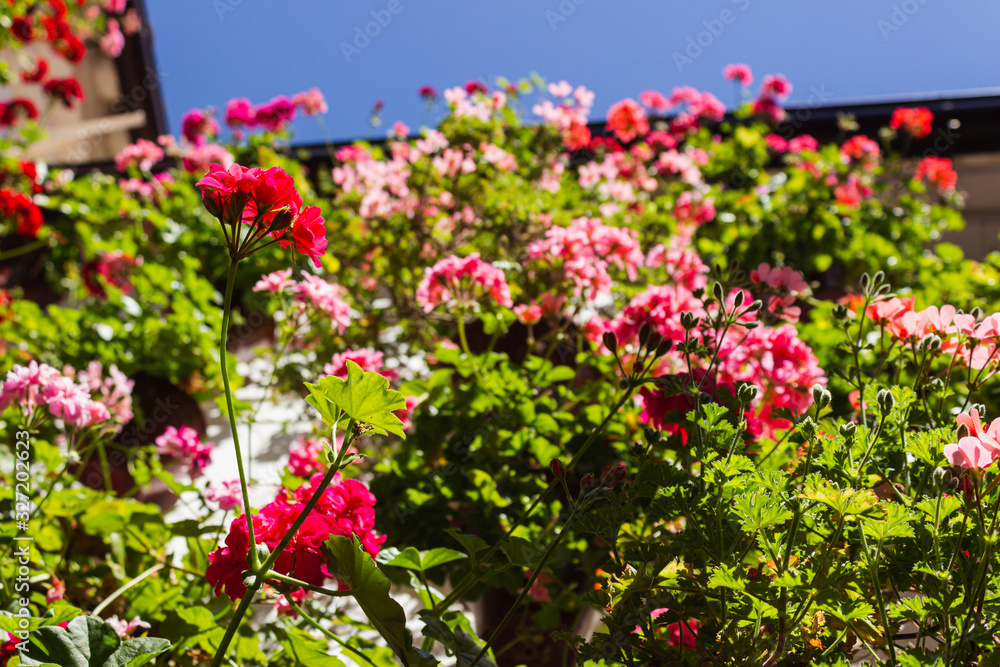 Fiesta de los patios, Cordoba, Spain. Houses decorated with flowers. Fiesta de los patios, Cordoba, Spain. Houses decorated with flowers.