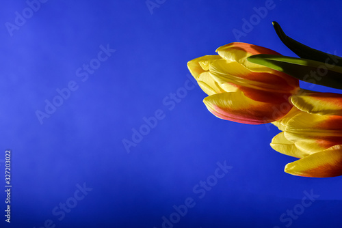 Tulpe von rechts aussen, Blüte gelb rot, seitlich, blauer Hintergrund, viel freier Platz, Deko, frisch