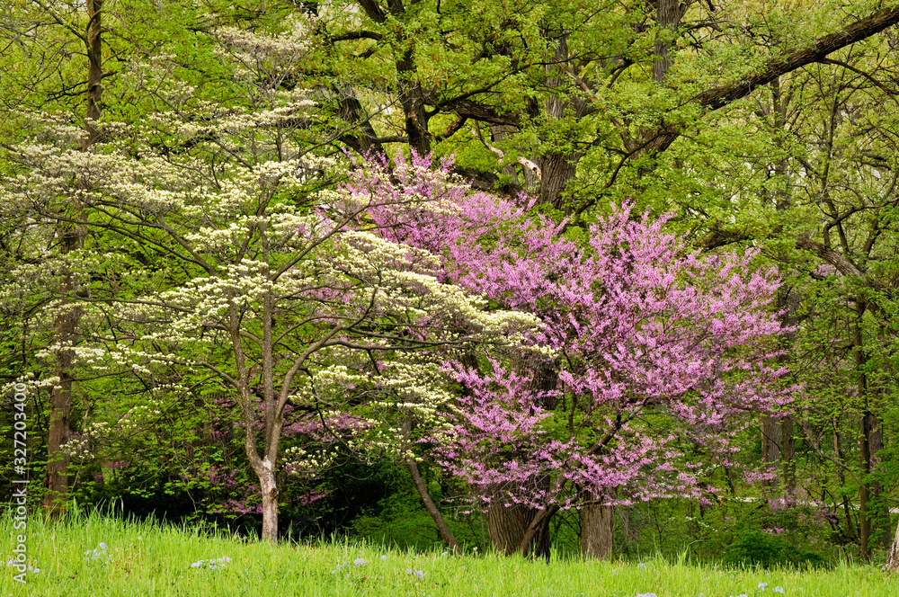 Blooming eastern redbud trees add a splash of vibrant color to the spring woods. Blooming eastern redbud trees add a splash of vibrant color to the spring woods.