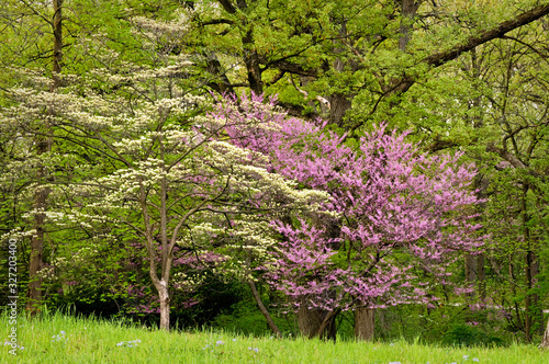 Fototapeta Naklejka Na Ścianę i Meble -  Blooming eastern redbud trees add a splash of vibrant color to the spring woods.